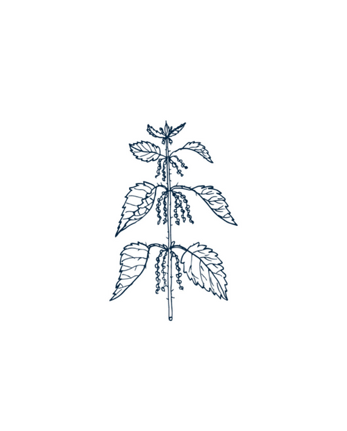 Nettle image