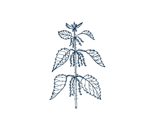 Nettle Extract