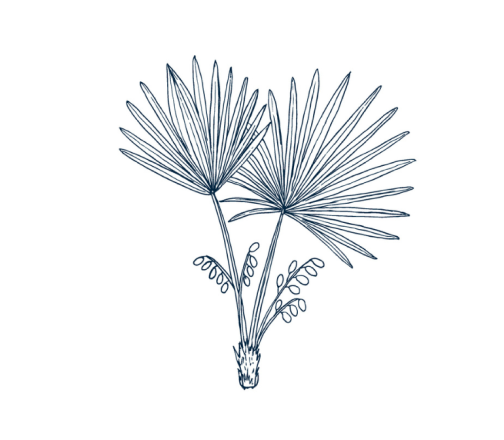 Saw Palmetto Extract