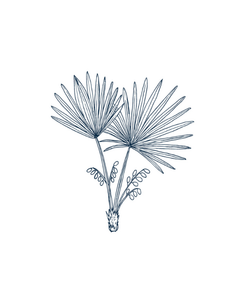 Saw Palmetto Extract